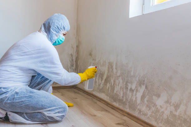 Licensed Basement Mold Remediation service in Partlow, VA - WQB Mold Removal