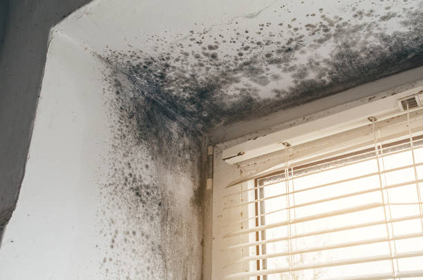 Affordable Basement Mold Remediation solutions in Partlow, VA