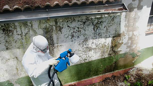 Top rated local Basement Mold Remediation specialists in Partlow, VA